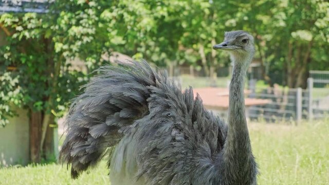 Close up of Ostrich bird female in captivity. Zoo concept