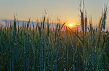 Corn field illuminated by evening sun at sunset - closeup bottom view from inside of the field