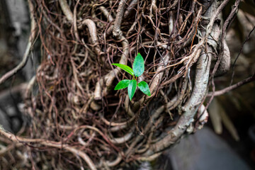 Birth of a new life concept, plant roots with a small green sprout close-up, abstract nature background