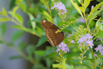 Obraz premium a butterfly sucking nectar from a golden dewdrop flowers tree in the morning sunlight.soft focus
