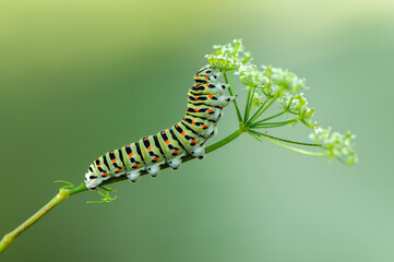 butterfly caterpillar Papilio machaon on a forest plant on a summer day - Powered by Adobe