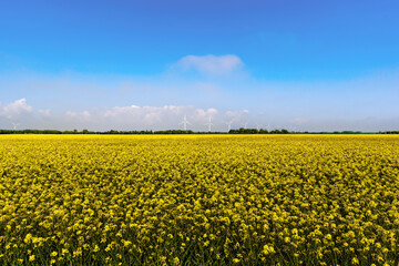 Obraz premium field of canola
