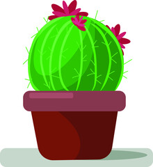 flowering cactus in a pot