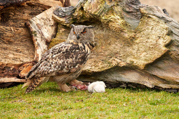 Wild Eagle Owl mother and a chick. The one week old white owl is still unstable on its feet in the grass