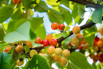 branch with cherries. harvest of berries and fruits.
