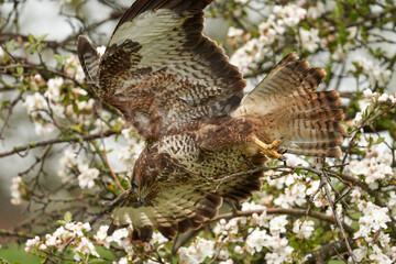 Close-up of a buzzard bird of prey, flying in a fruit tree. Clumsy action of the bird, he crashed into the apple tree. It is full of white blossom