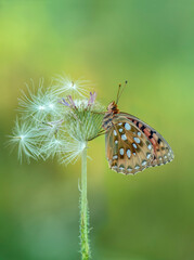 butterfly of the genus of the Nymphalidae  in the early morning on a field flower dries its wings from dew