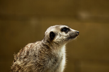 Fototapeta premium Meerkat suricata on a brown blurry background - suricata suricatta