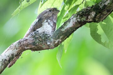 Blyth's Frogmouth bird