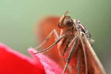 Close-up of Eyed Rustic moth with red fabric flower 