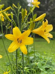 yellow daffodils in spring