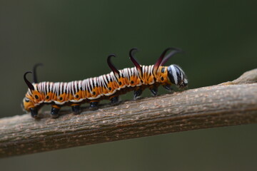 Leaf  eating caterpillar 
