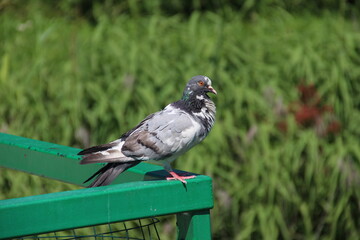 beautiful pigeon outdoors close up