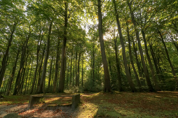 bench in the forest