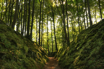 footpath in the forest