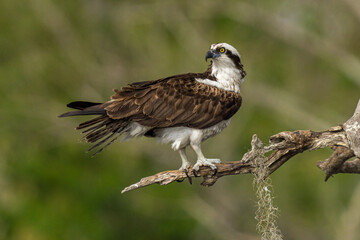 Osprey