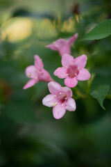 pink flower