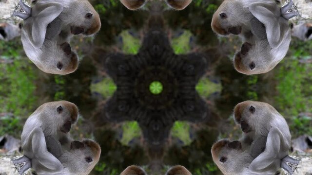 Kaleidoscope of monkey abstract background. Animation geometric pattern