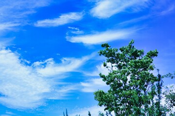 Fototapeta premium 澄んだ青い空の雲と森
