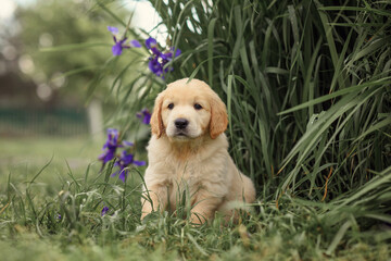 cute puppy golden retriever sits near a bush of flowers. dog and flowers.