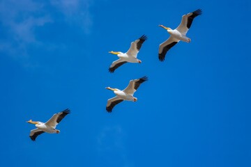Obraz premium Pelicans flying in a blue sky