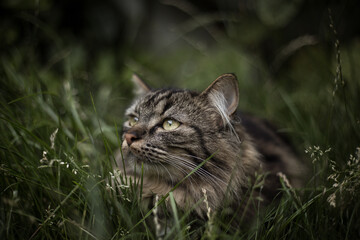 Cat in the grass.