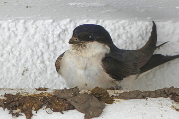 house martin builds clumps of clay 