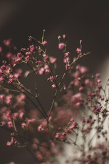 Close-up of pink summer flowers with a black background illuminated by summer sunset light.