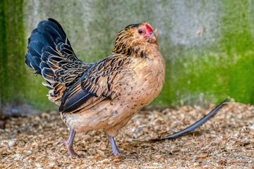 Hen