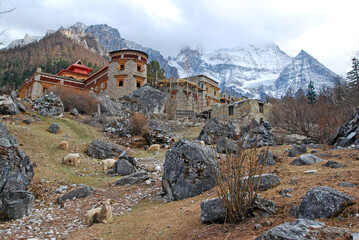 Landscape of Tibetan monastery on the hill with tibet goats is sitting at the hill and snow...