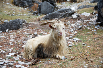 Beautiful white tibet goats is sitting at foot of the hill of Yading national park , Daocheng , China - animal in the national park and outdoor travel