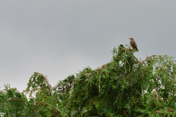 Birds resting on the top of trees on a dull dank day.