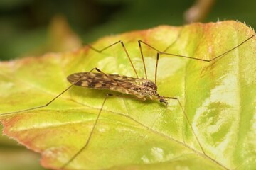 insect Limoniidae on a leaf
