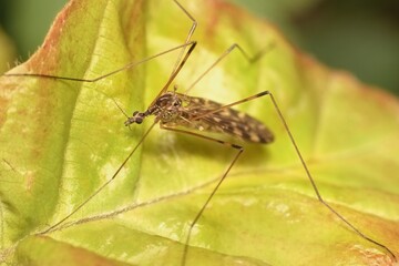insect Limoniidae on a leaf