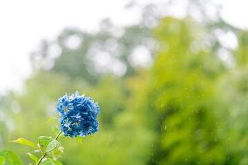 梅雨時期のアジサイ	