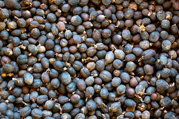 Fototapeta na wymiar Dry coffee berry. Ripe and immature berries. Some berries are spoiled and crumpled. Coffee harvest. Unroasted coffee beans. Background