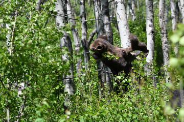Moose stripping leaves from trembling aspen trees