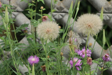 dandelions in the grass