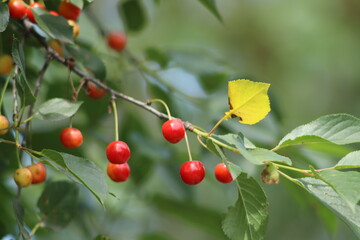 red cherries on a tree