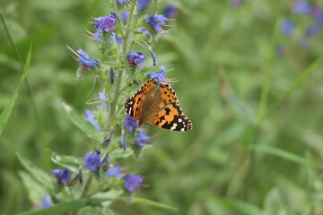 butterfly on a flower