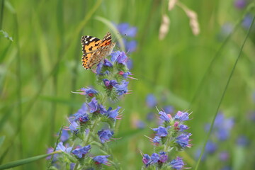 butterfly on a flower