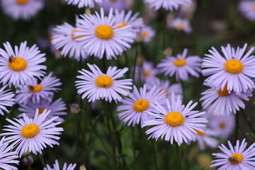 daisies in a field