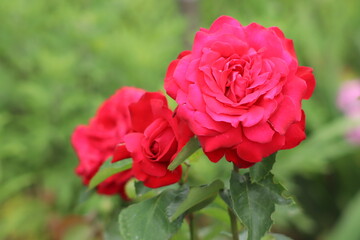 red rose in garden
