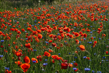 Fototapeta premium field of poppies