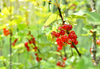 Obraz premium red currant growing in the bush