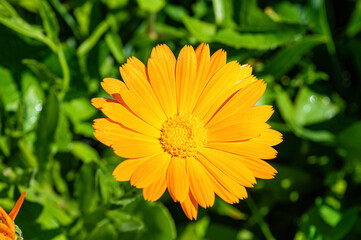 Yellow calendula flower in garden