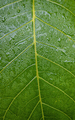 Wet green leaf texture after rain