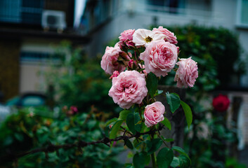 blooming pink rose bush selective focus