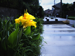 blooming yellow daffodils on the background of the road after the rain