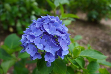 あじさい